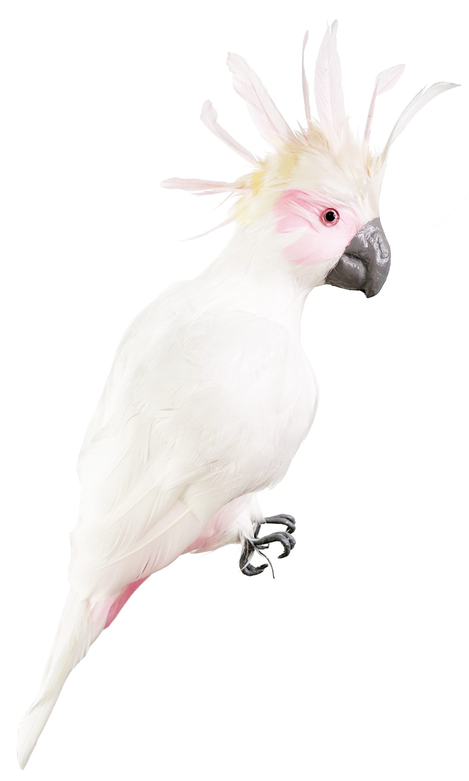 Eglīšu rotājums SHISHI Parrot white pink 45cm